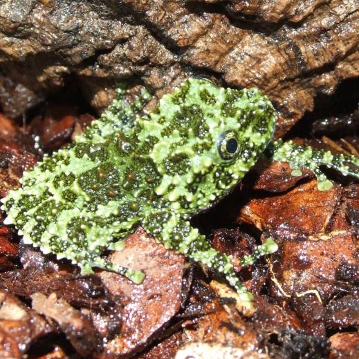 vietnamese-mossy-frog-juvenile-collection-only-3001992-0-1341331432000
