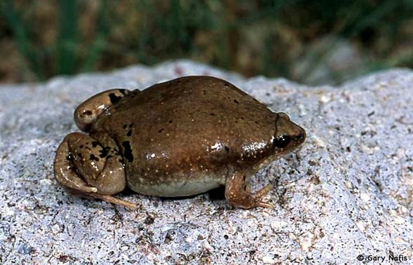 Frog of the Week: Great Plains Narrow-Mouthed Toad